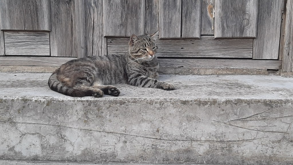 Latvian Lounging Lion