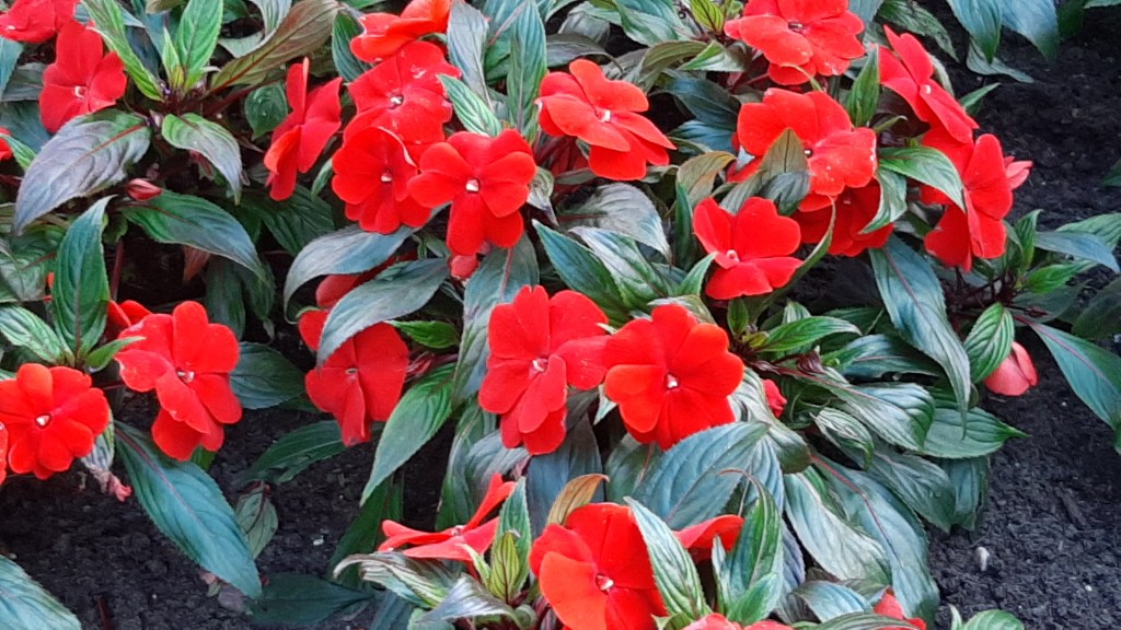 Where Do The Red Flowers&nbsp;Grow