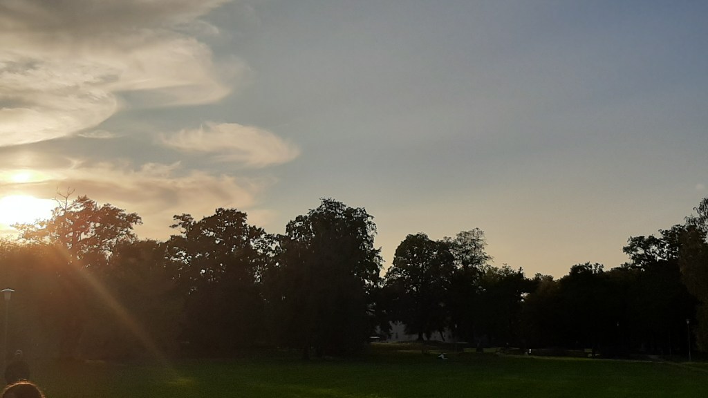 Sunsets And Treetops