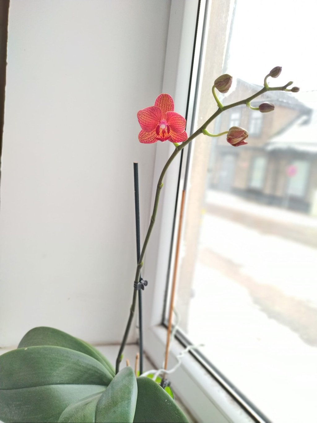 Blooming Orchid